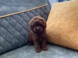 Kore Teacup Poodle Darkredbrown Aşılı