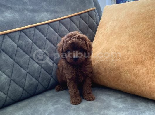 Kore Teacup Poodle Darkredbrown Aşılı görsel