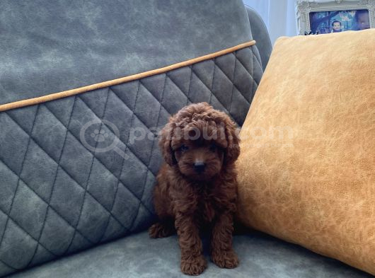 Kore teacup poodle darkredbrown aşılı