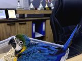 Bebek El Besleme Sarılacivert Macaw Papağanımız