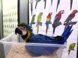 Bebek El Besleme Sarılacivert Macaw Papağanımız