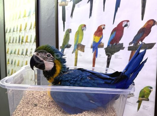 Bebek El besleme Sarılacivert Macaw papağanımız
