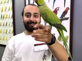 Full Evcil Konuşan Halkalı Pakistan Papağanımız