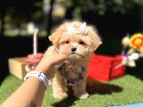 Kore Maltipoo Büyümeyecek Yavrular