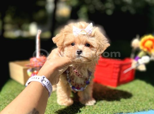 Kore Maltipoo Büyümeyecek Yavrular görsel