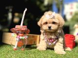 Kore Maltipoo Büyümeyecek Yavrular