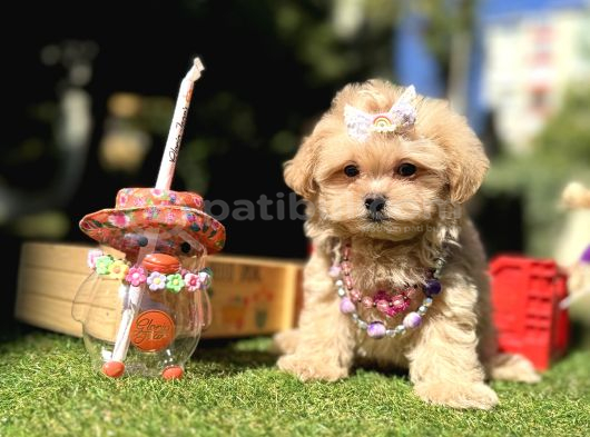 Kore Maltipoo Büyümeyecek Yavrular görsel