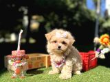Kore Maltipoo Büyümeyecek Yavrular