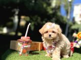Kore Maltipoo Büyümeyecek Yavrular