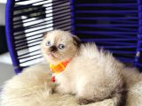Scottish fold chocolate Point