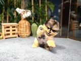 Merle özel renk pomeranıan boo yavrumuz