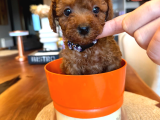 Red Brown Toy Poodle yavrular Yeni Yuvalarını Bekliyor