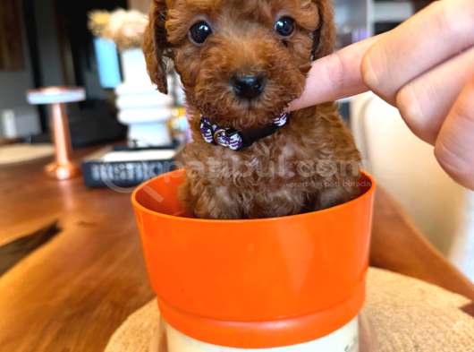 Red Brown Toy Poodle yavrular Yeni Yuvalarını Bekliyor