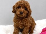 Şi̇ri̇n Mi̇ Şi̇ri̇n Toy Poodle Bebekler