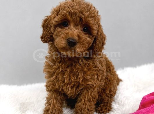 ŞİRİN Mİ ŞİRİN tOY POODLE BEBEKLER