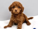 Şi̇ri̇n Mi̇ Şi̇ri̇n Toy Poodle Bebekler
