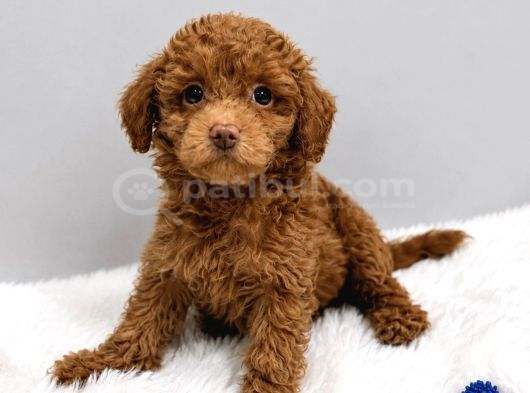 Şi̇ri̇n Mi̇ Şi̇ri̇n Toy Poodle Bebekler görsel