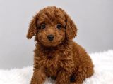 Gülen Yüzlü Toy Poodle Bebekler