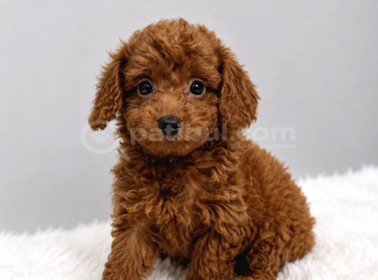 GÜLEN YÜZLÜ TOY POODLE BEBEKLER