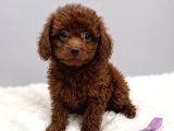 Gülen Yüzlü Toy Poodle Bebekler