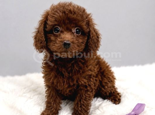 Gülen Yüzlü Toy Poodle Bebekler görsel