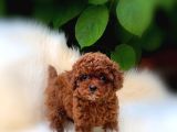 Ruhsatlı Çiftlikten Özel Toy Poodle Yavruları