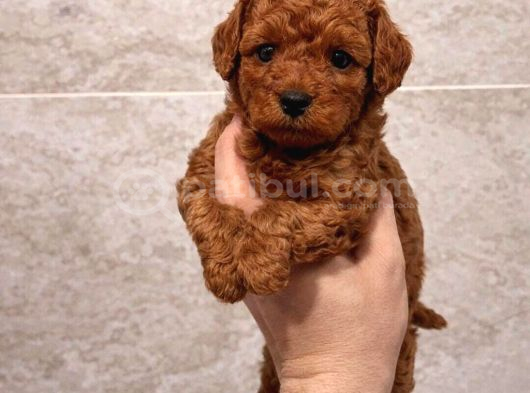 Ruhsatlı Çiftlikten Özel Toy Poodle Yavruları görsel