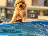 Sevimli Maltipoo Yavrusu  Yeni Yuvasını Arıyor