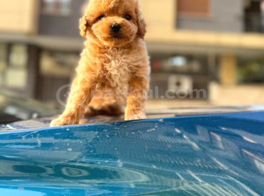 Sevimli Maltipoo Yavrusu  Yeni Yuvasını Arıyor görsel