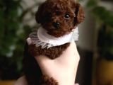Irkinin En İyi̇si̇ Teacup Kore Bebekleri̇mi̇z