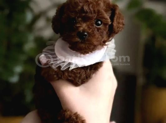 Irkinin En İyi̇si̇ Teacup Kore Bebekleri̇mi̇z görsel