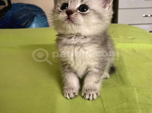 British shorthair