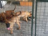 Elite Kan Hattı Safkan Belçika Malinois Yavrular