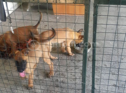 Elite Kan Hattı Safkan Belçika Malinois Yavrular görsel