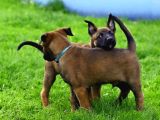 Elite Kan Hattı Safkan Belçika Malinois Yavrular