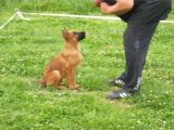 Elite Kan Hattı Safkan Belçika Malinois Yavrular