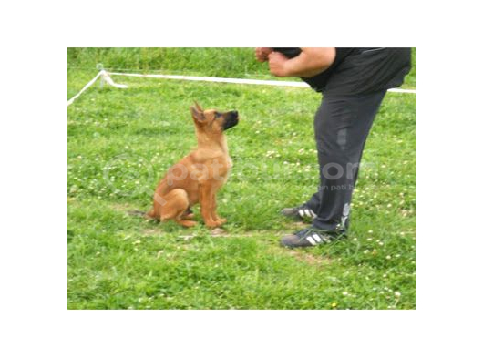 Elite Kan Hattı Safkan Belçika Malinois Yavrular görsel