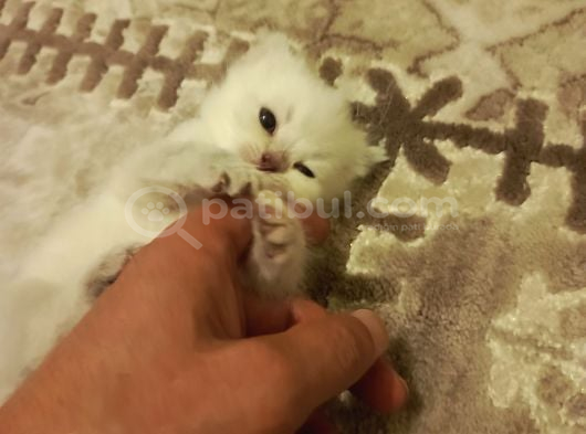 Lütfen Iyi Bakacak Kişiler Ilgilensin Bu Bebekle görsel