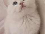 TESLİME HAZIR MÜKEMMEL BLUE POİNT YAVRULARIMIZ