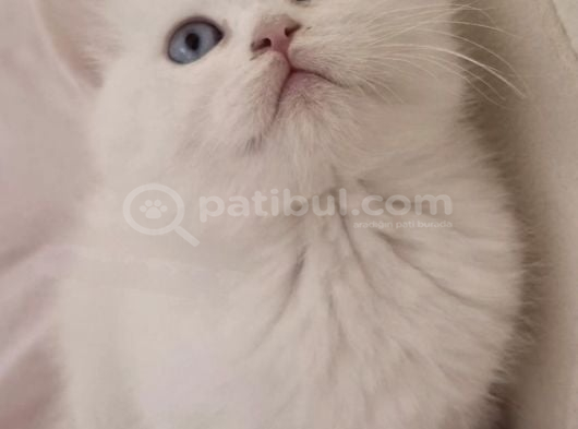 BRİTİSH SHORTHAİR Safkan