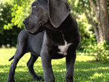 Fci̇ Ki̇f Scr Li Cane Corso Bebekler
