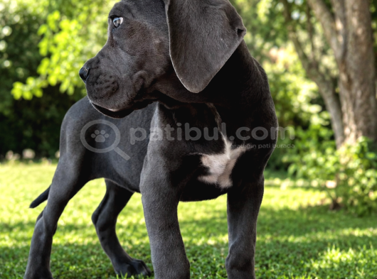 Fci̇ Ki̇f Scr Li Cane Corso Bebekler görsel