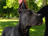 Fci̇ Ki̇f Scr Li Cane Corso Bebekler