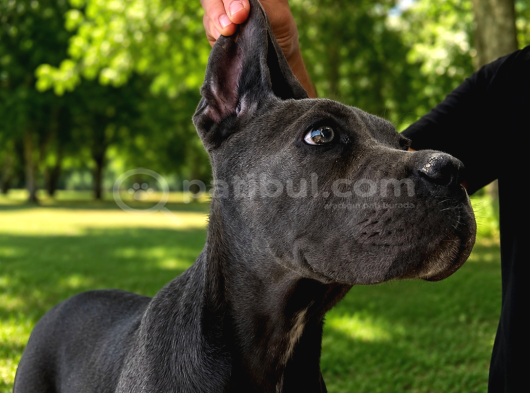 FCİ KİF SCR li Cane Corso Bebekler
