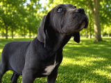 Fci̇ Ki̇f Scr Li Cane Corso Bebekler