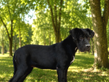 Fci̇ Ki̇f Scr Li Cane Corso Bebekler
