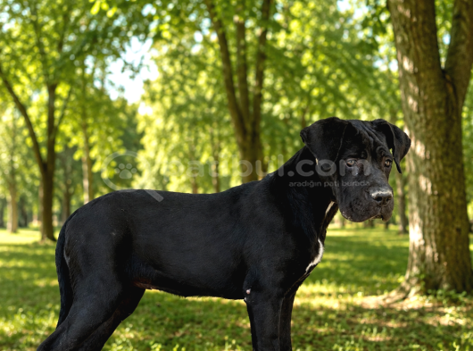 Fci̇ Ki̇f Scr Li Cane Corso Bebekler görsel