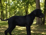 Fci̇ Ki̇f Scr Li Cane Corso Bebekler