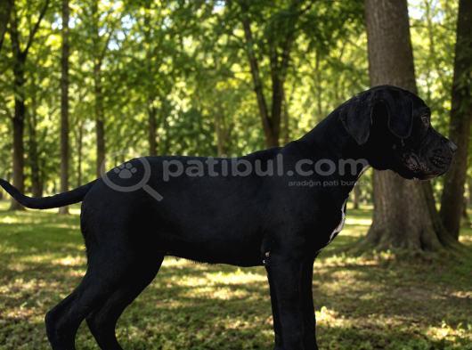 Fci̇ Ki̇f Scr Li Cane Corso Bebekler görsel