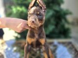 Kızıl Erkek Doberman King Yavrumuz sizlerle